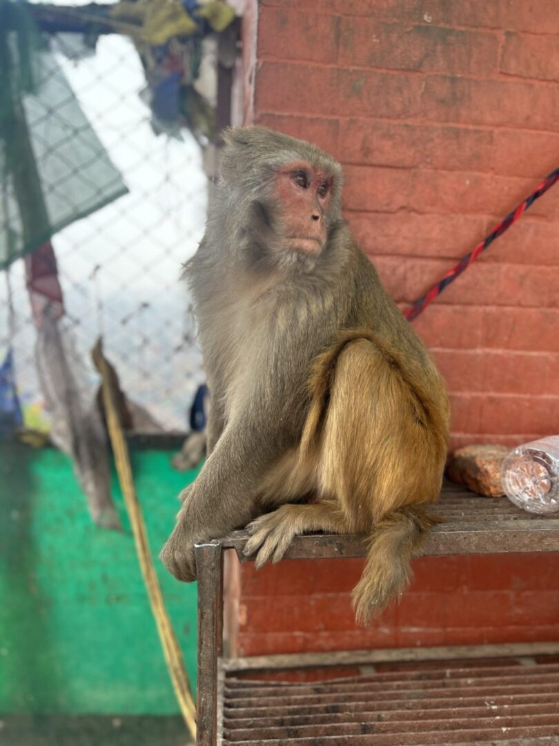 A monkey sitting on top of a ledge.